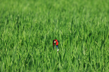 Common pheasant in the field