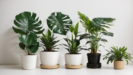 The image shows five potted plants against a white wall. The plants have large, green leaves.

