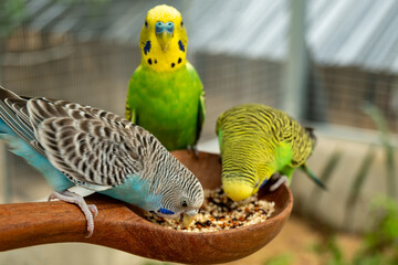 Parrots eat food in the morning. Raising parrots in Thailand. © nopporn