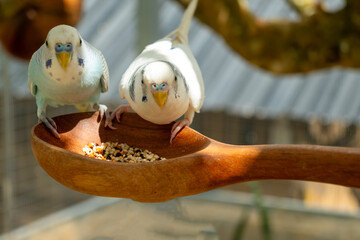 Parrots eat food in the morning. Raising parrots in Thailand. © nopporn