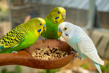 Parrots eat food in the morning. Raising parrots in Thailand. © nopporn