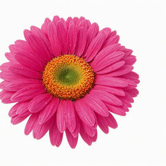 Blooming beautiful pink flower gerbera, isolated on white background