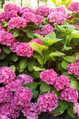 Bright purple hortensia shrubs during summe season. Natural flowers background