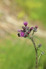 Sumpf-Kratzdistel (Cirsium palustre) mit Steinhummel (Bombus lapidarius)