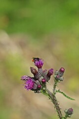 Sumpf-Kratzdistel (Cirsium palustre) mit Steinhummel (Bombus lapidarius)