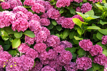 Fototapeta premium Closeup of beautiful fresh hortensia shrubs and green leaves as background. Hortensia during summer season. Cottage garden design