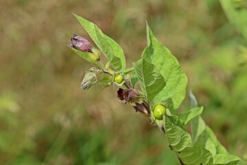 Schwarze Tollkirsche (Atropa belladonna).mit Blüten und Früchten