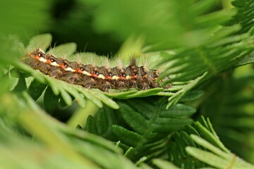 Raupe der Ampfer-Rindeneule (Acronicta rumicis) auf Adlerfarn