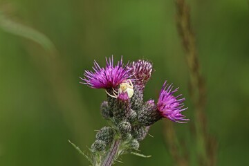 Sumpf-Kratzdistel (Cirsium palustre) mit Veränderlicher Krabbenspinne (Misumena vatia)