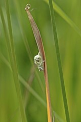 Brackwespenkokon an Grashalm