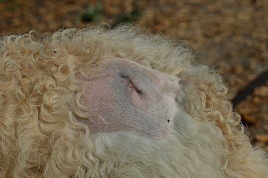 Goldendoodle mit Operationswunde