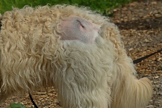 Goldendoodle mit Operationswunde