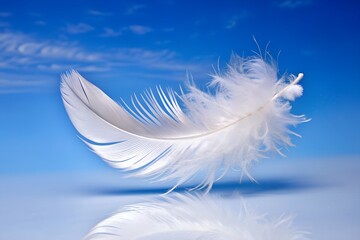 white feather on blue sky