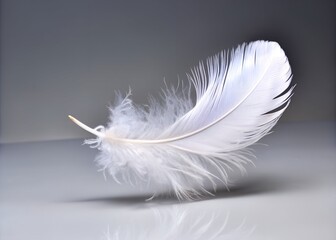 Obraz premium white feather on grey background