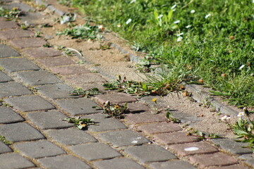 Paving stones overgrown with weeds