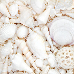 White seashell background with large collection of beach shells. Nature marine life decorative composition for summer theme greeting card.