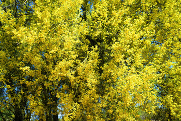 Closeup Palo Verde Tree, Sonora Desert, Spring and in bloom