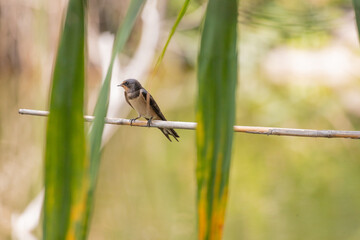 swallow, bird, nature, wildlife, animal, green, beak, grass, reed, birds, hummingbird, wild, fauna, blue, tree, branch, yellow, spring, tropical, summer, warbler, small