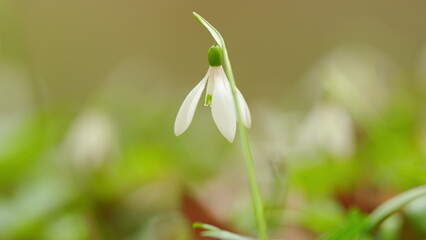 Common Snowdrops Or Galanthus Nivalis. First Spring Snowdrop Flowers. Snowdrop Flowers Are Commonly Referred To As Galanthus.