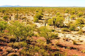 Central Sonora Desert Arizona