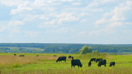 Cows Grazing In Pasture Under Big Blue Sky. Group Of Cows Grazing In Pasture.