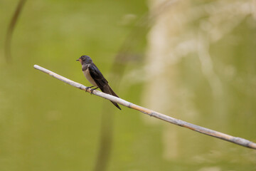swallow, bird, nature, wildlife, animal, green, beak, grass, reed, birds, hummingbird, wild, fauna, blue, tree, branch, yellow, spring, tropical, summer, warbler, small