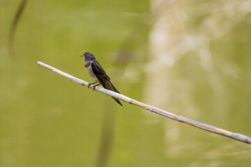swallow, bird, nature, wildlife, animal, green, beak, grass, reed, birds, hummingbird, wild, fauna, blue, tree, branch, yellow, spring, tropical, summer, warbler, small
