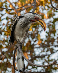 One southern yellow-billed  hornbill perched on a twig