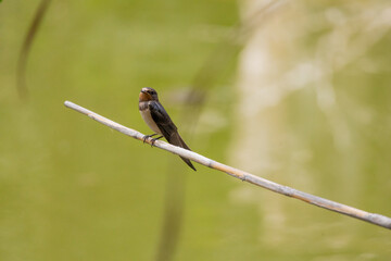 swallow, bird, nature, wildlife, animal, green, beak, grass, reed, birds, hummingbird, wild, fauna, blue, tree, branch, yellow, spring, tropical, summer, warbler, small