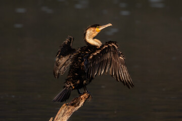 White-breasted cormorant drying its wings on a branch after a dive