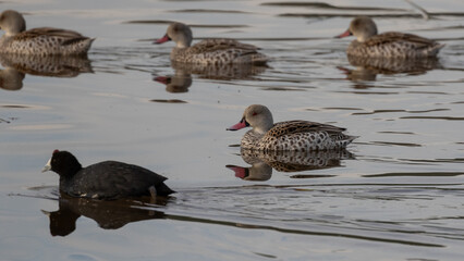 four cape teals and a red-knobbed coot swimming