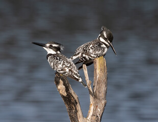 two pied kingfishers perched on a branch over a pond