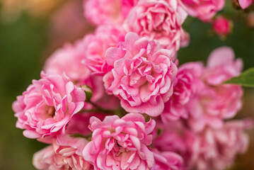 Pink Clustered Polyantha Roses in Bloom