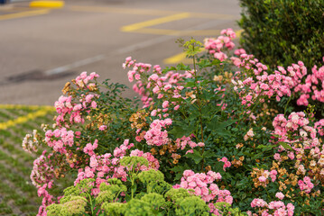 Pink Clustered Polyantha Roses in Bloom