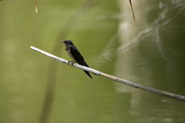 swallow, bird, nature, wildlife, animal, green, beak, grass, reed, birds, hummingbird, wild, fauna, blue, tree, branch, yellow, spring, tropical, summer, warbler, small