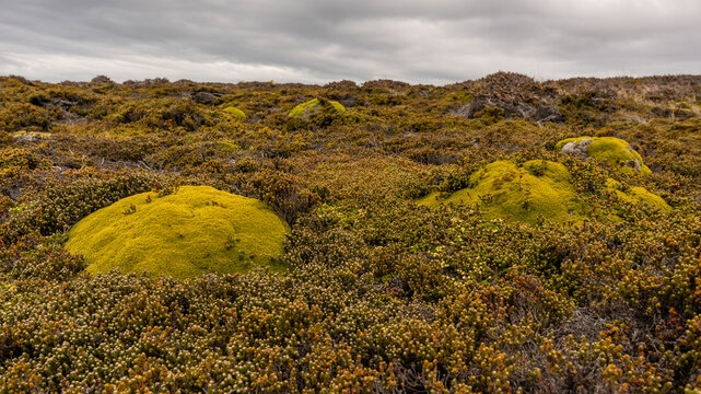 Falkland Islands Flora Low Angle Balsam Bog Cushion Plant Life Plant Close Up Micro Bolax Gummifera. False Plantain Green Environment Natural Landscape Green. Moore&rsquo;s Plantain. Plantago moorei.