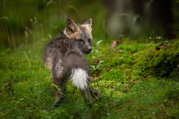 A young fox with grey fur plays in a green forest, blending into the lush surroundings. It pauses, alert and curious, capturing the essence of youthful energy and natural beauty.