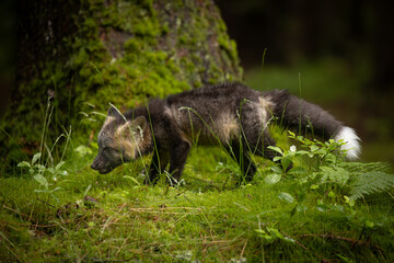 A young fox with grey fur plays in a green forest, blending into the lush surroundings. It pauses, alert and curious, capturing the essence of youthful energy and natural beauty.