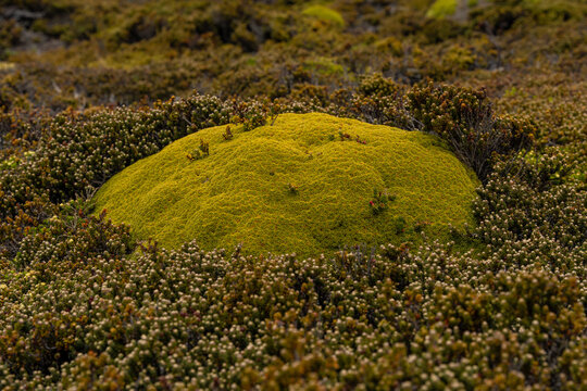 Falkland Islands Balsam Bog Cushion Plant Life Plant Close Up Micro Bolax Gummifera. False Plantain Green Environment Natural Landscape Green. Moore&rsquo;s Plantain. Plantago moorei.