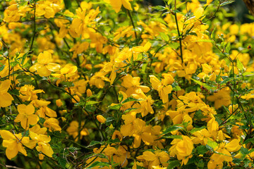 A beautiful yellow plum blossom blooming in clusters of yellow flowers.