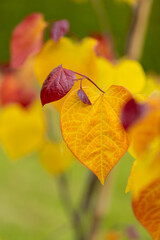 Judaszowiec kanadyjski Eternal Flame (Cercis canadensis), kolorowy liść, żółty, zielony, pomarańczowy, czerwony. Drzewo jako ozdoba, dekoracja, letni ogród. Liście na kształt serca. Natura, tapeta © anettastar