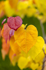 Judaszowiec kanadyjski Eternal Flame (Cercis canadensis), kolorowy liść, żółty, zielony,...