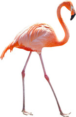 オレンジ色のフラミンゴ
