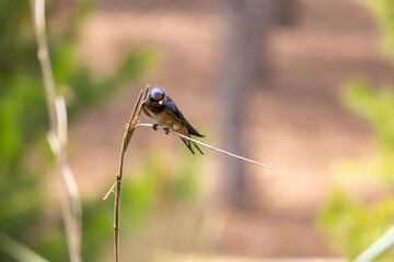 swallow, bird, nature, wildlife, animal, green, beak, grass, reed, birds, hummingbird, wild, fauna, blue, tree, branch, yellow, spring, tropical, summer, warbler, small