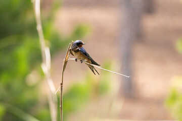 swallow, bird, nature, wildlife, animal, green, beak, grass, reed, birds, hummingbird, wild, fauna, blue, tree, branch, yellow, spring, tropical, summer, warbler, small