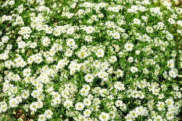Gypsophila that looks like white snow has fallen,