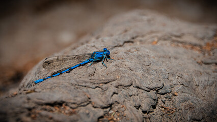 blue dragon fly