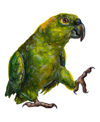 Funny green parrot sitting on one leg. Watercolor drawing of birds on a white background.  © Viktoriia