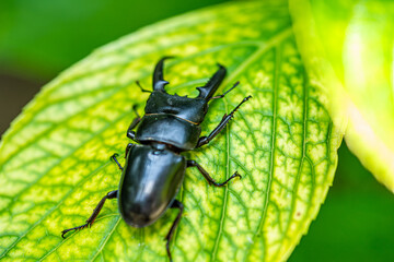 A Japanese great stag beetle that hides in tree holes during the day and emerges at night.