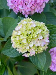 Beautiful hydrangea with inflorescences and green leaves in a Country Cottage Garden. Pink petals hydrangea serrata flower, close up. Selective focus. Background for greeting card.